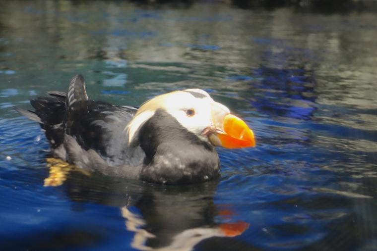 海鳥・エトピリカ