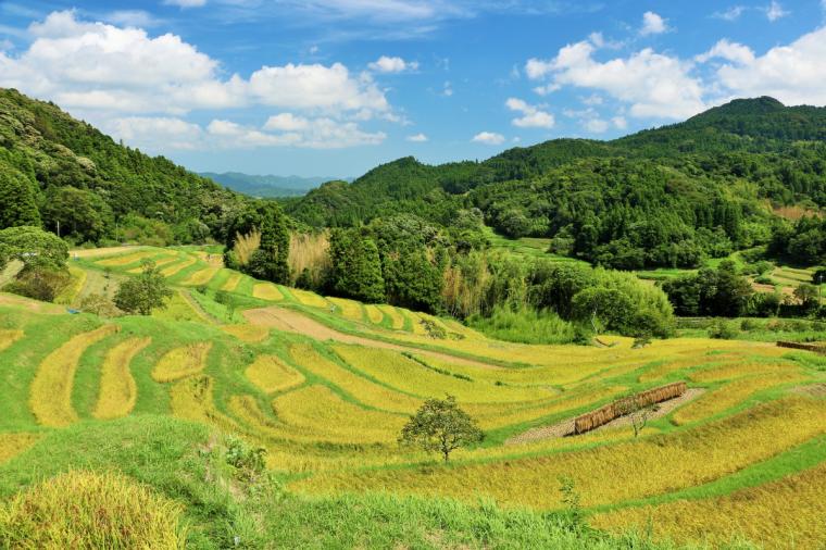 大山千枚田