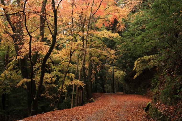 春日山原始林
