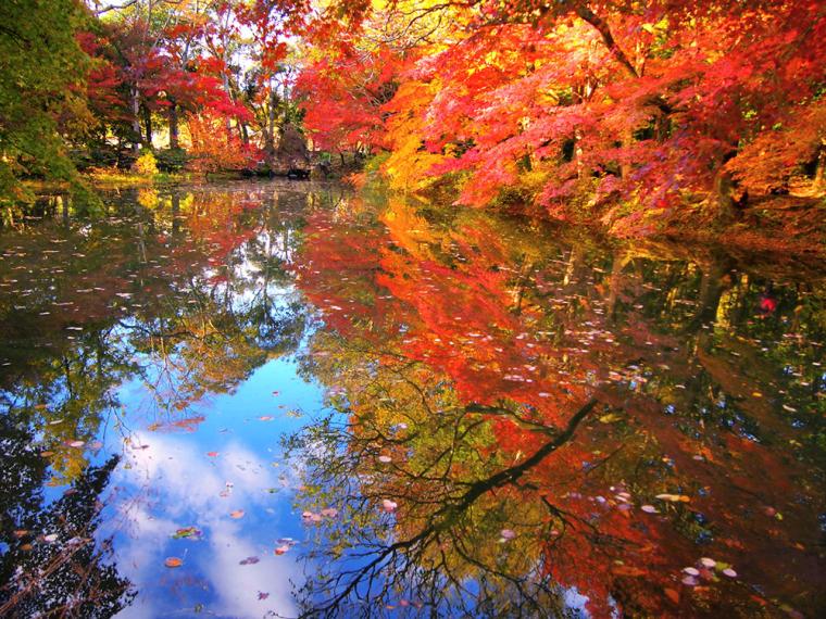 京都府立植物園 紅葉