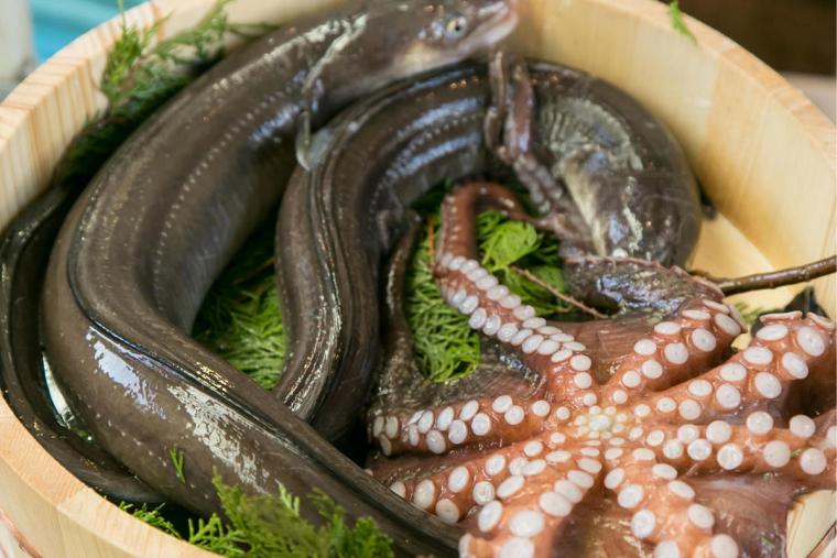 明石昼網 魚彩 なかもと