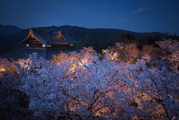 将軍塚青龍殿 夜桜ライトアップ