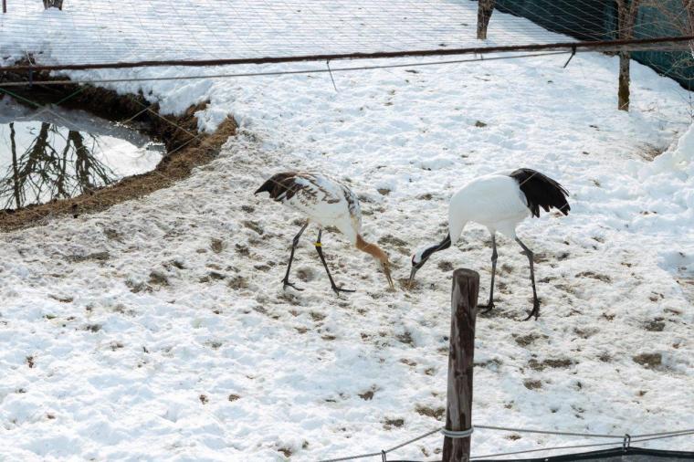 釧路湿原タンチョウヅル