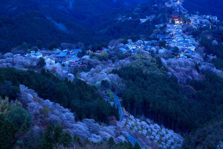 吉野⼭の⼭桜