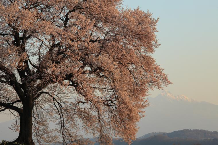わに塚の桜