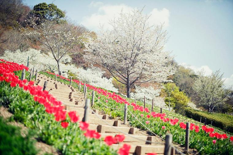 神戸布引ハーブ園 チューリップ