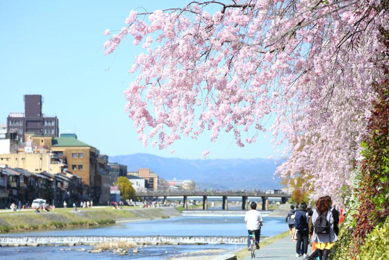 春の鴨川