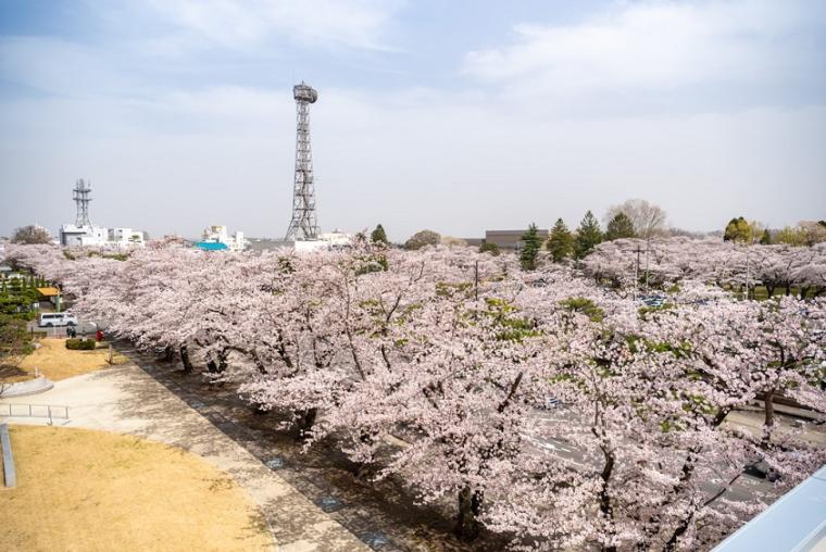 十和田市役所