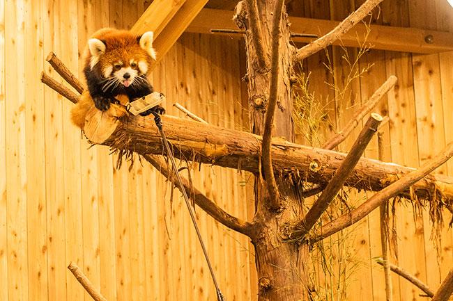 伊豆シャボテン動物公園