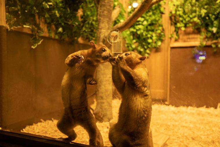 伊豆ぐらんぱる公園