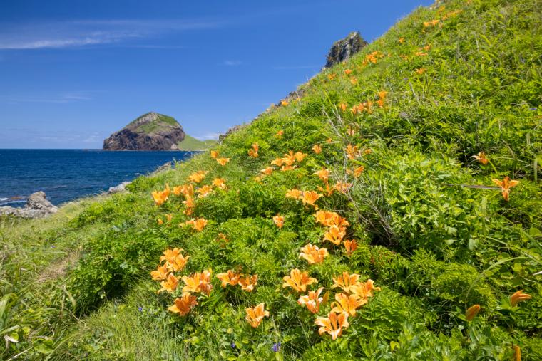 佐渡島