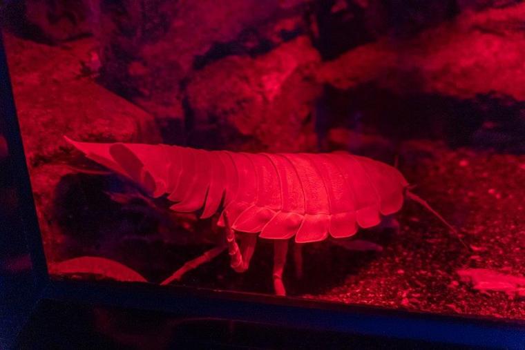 新江ノ島水族館