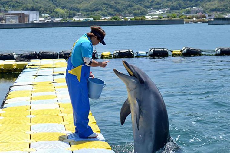 日本ドルフィンセンター餌やり