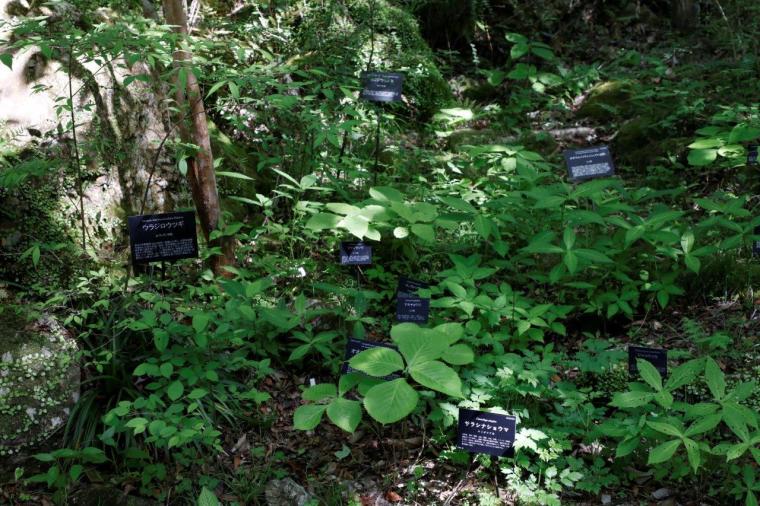 高知県立牧野植物園