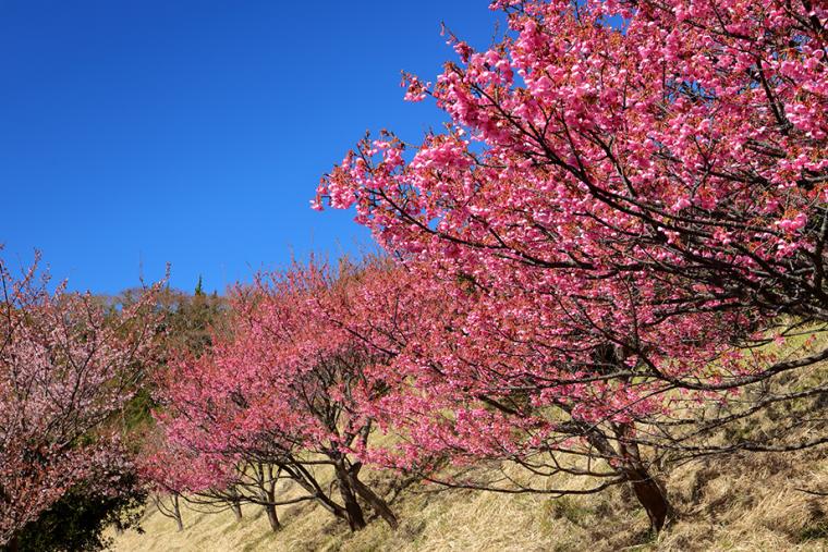 土肥桜