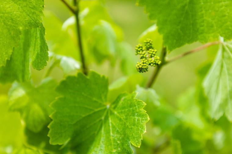 Winerystay TRAVIGNE
