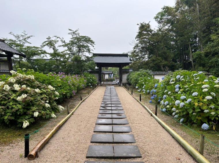 【2023開花状況】アジサイ寺とも呼ばれる月照寺。色とりどりのアジサイが見頃を迎えます｜松江市