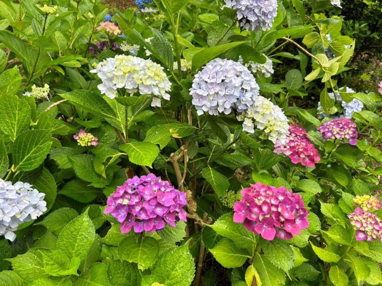 【2023開花状況】アジサイ寺とも呼ばれる月照寺。色とりどりのアジサイが見頃を迎えます｜松江市