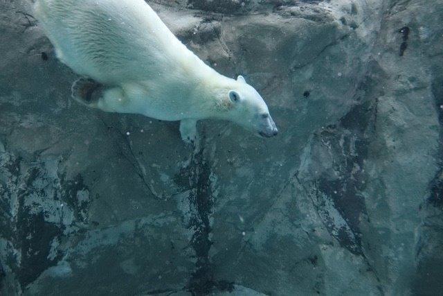 旭山動物園