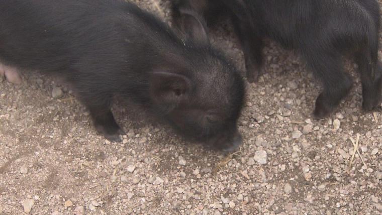2023夏オープン！200匹の動物と触れ合える！ヤギがいっぱい“やぎ愛”に溢れた牧場｜島根県安来市  