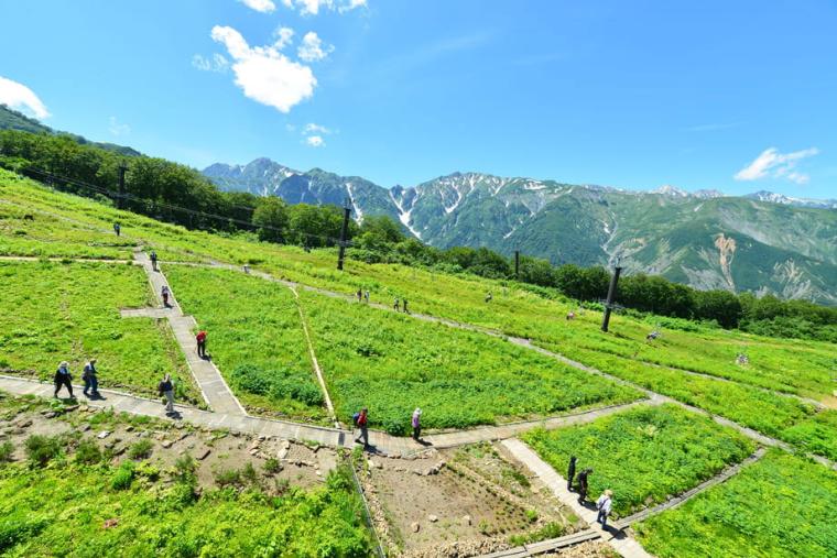 白馬五竜高山植物園