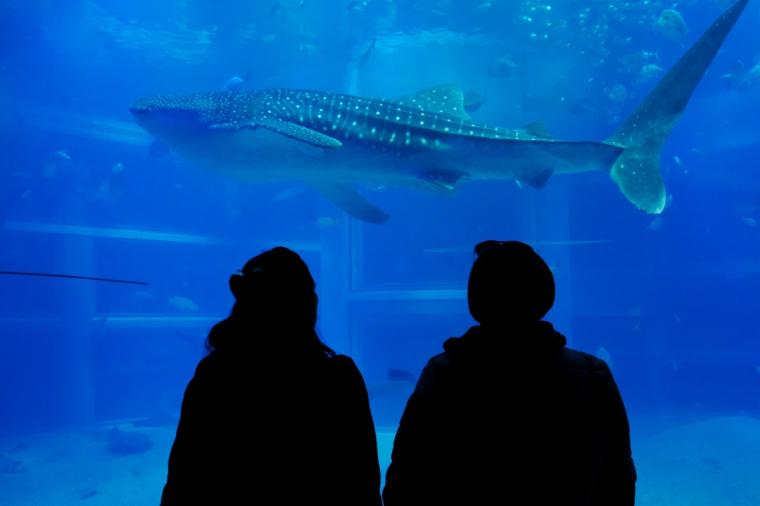 【2023年版】関西のおすすめ水族館13選！
