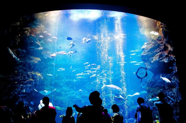 【2023年版】関西のおすすめ水族館13選！