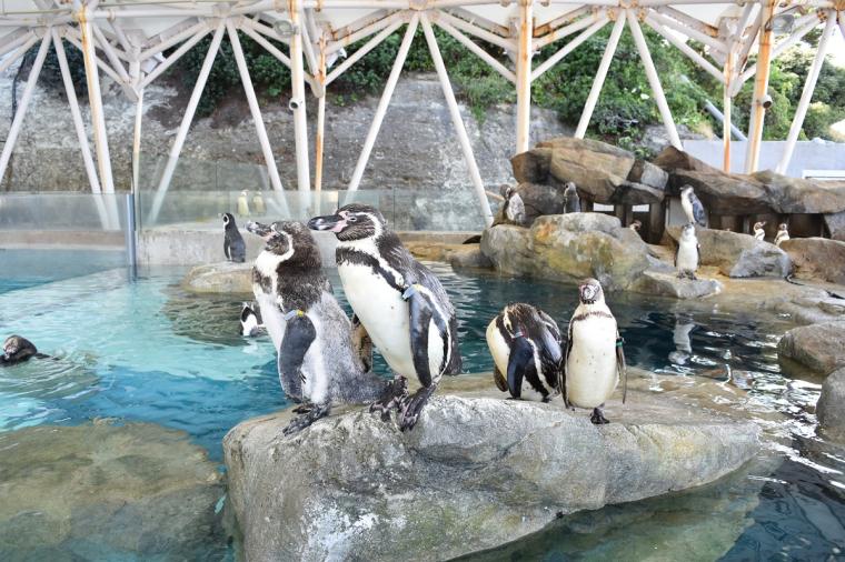 【2023年版】関西のおすすめ水族館13選！