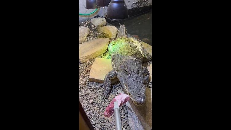 北のレプ舎