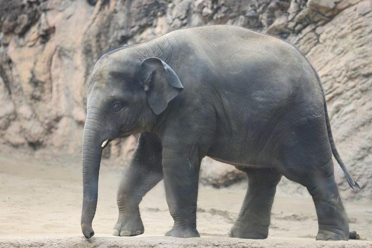 上野動物園