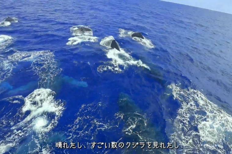 渡嘉敷島