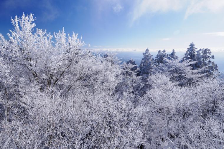 金剛山の霧氷