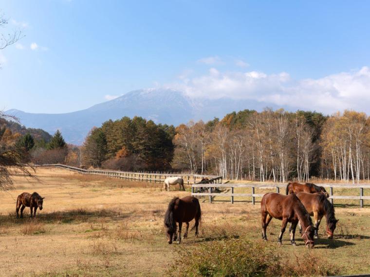 木曽御岳温泉　つたや季の宿 風里