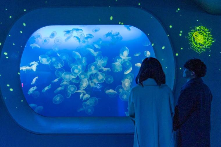 新江ノ島水族館「ジュエリウム」