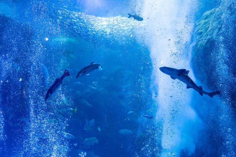 新江ノ島水族館「ジュエリウム」