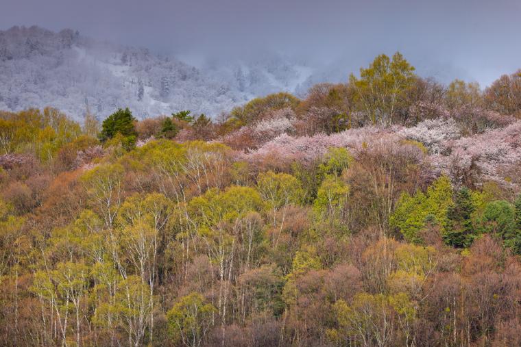 朝日ヶ丘公園の桜