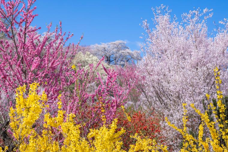 花見山