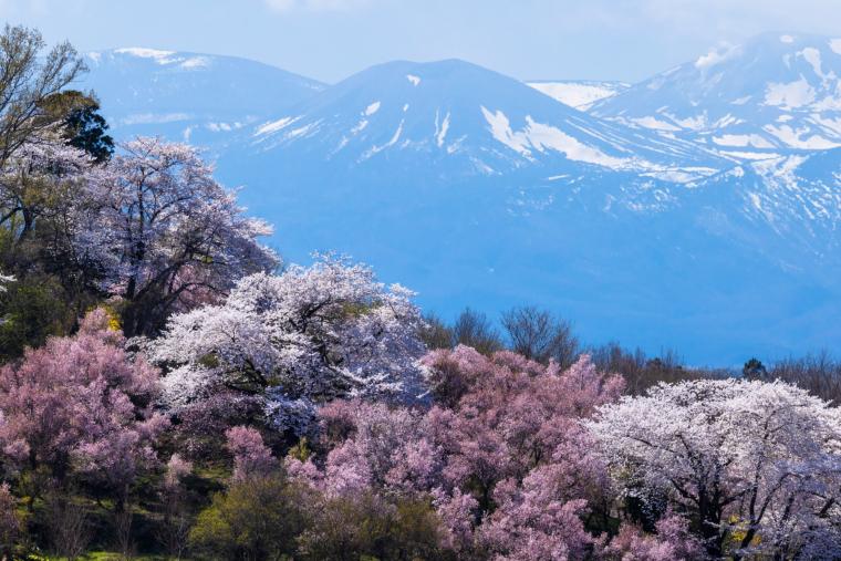 花見山