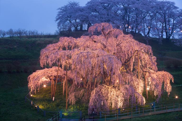 三春滝桜