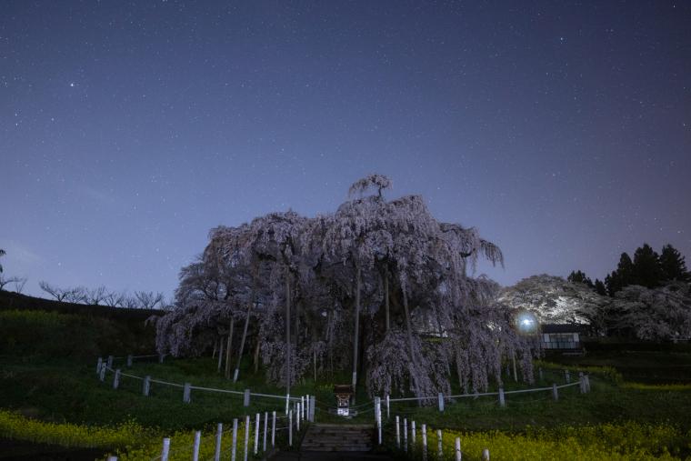 三春滝桜