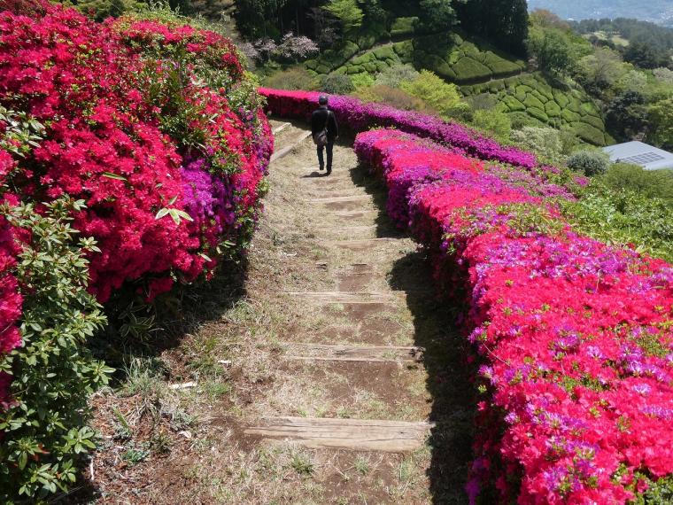 6万株のつつじと150匹のこいのぼりの絶景を！熱海「つつじ・こいのぼりまつり」