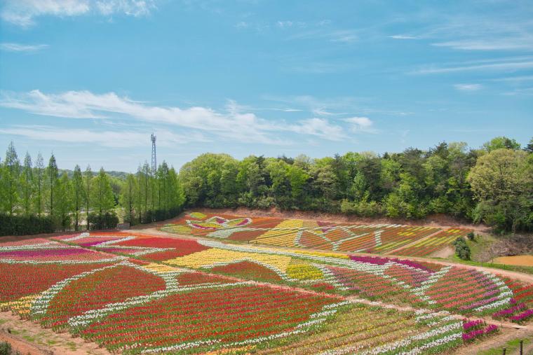 200品種75万本が開花！広島「世羅高原農場」で4月6日より「チューリップ祭」スタート