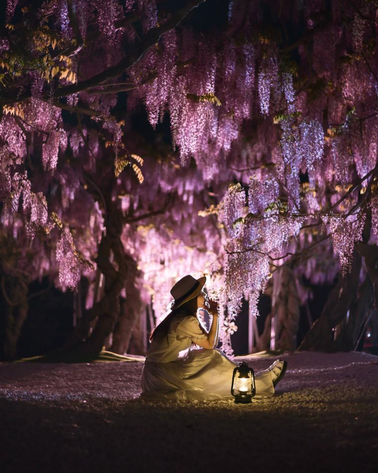 期間中は夜間のライトアップを実施