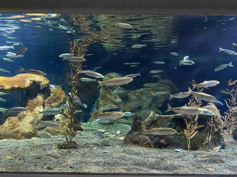 おたる水族館