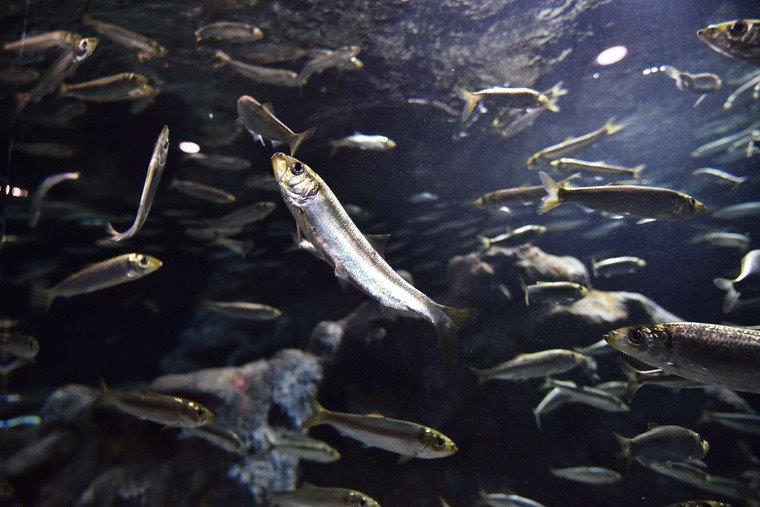 おたる水族館
