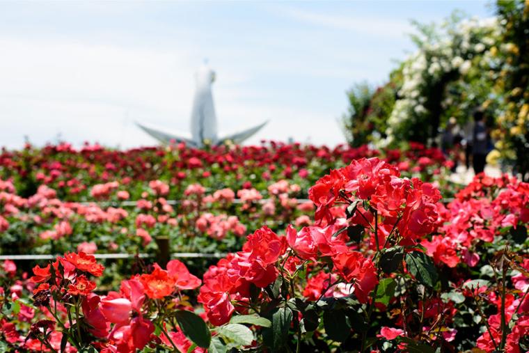 万博記念公園 バラ