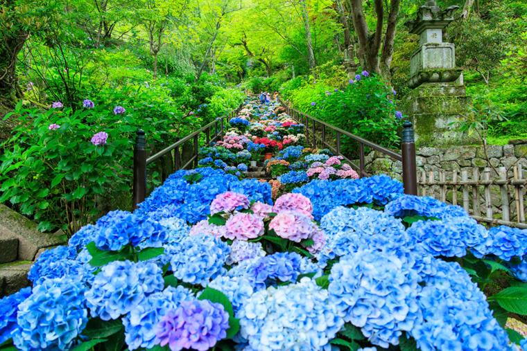 長谷寺（奈良） あじさい