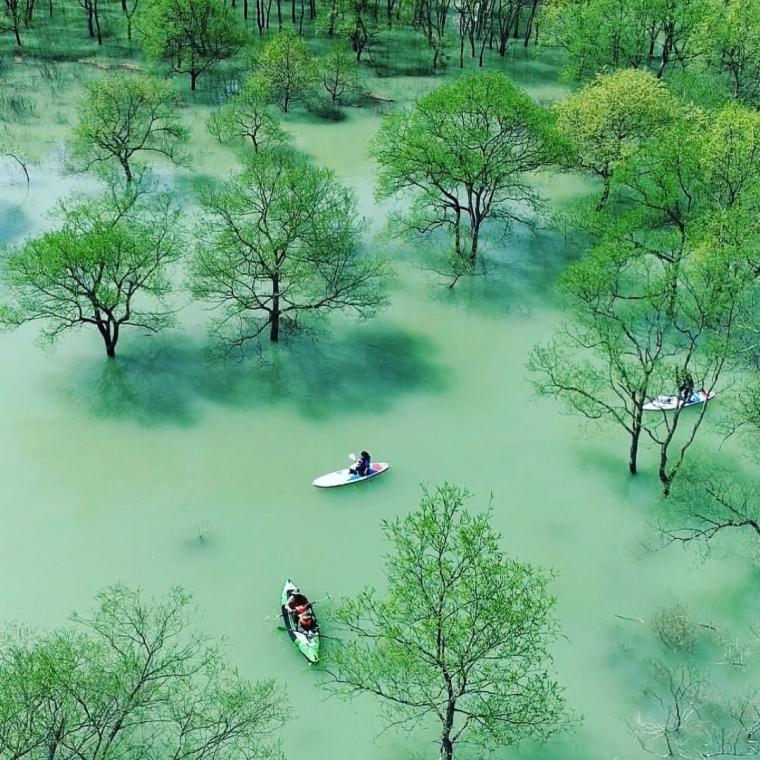 国内外でSNS席巻の2ヶ月限定の映え絶景！山形・白川湖水没林でライトアップ開催