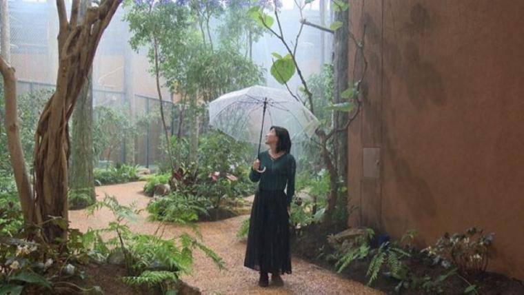 【最新スポット】もうすぐ会える！オランウータンの森に込められた動物園の使命…お客さんがスコール体験も【札幌・円山動物園】