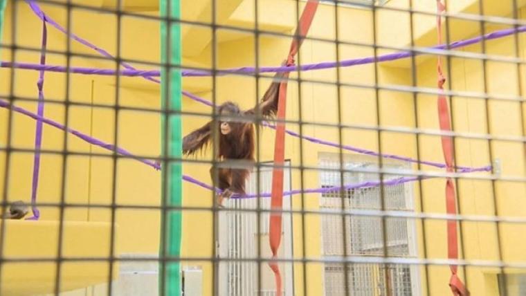 【最新スポット】もうすぐ会える！オランウータンの森に込められた動物園の使命…お客さんがスコール体験も【札幌・円山動物園】